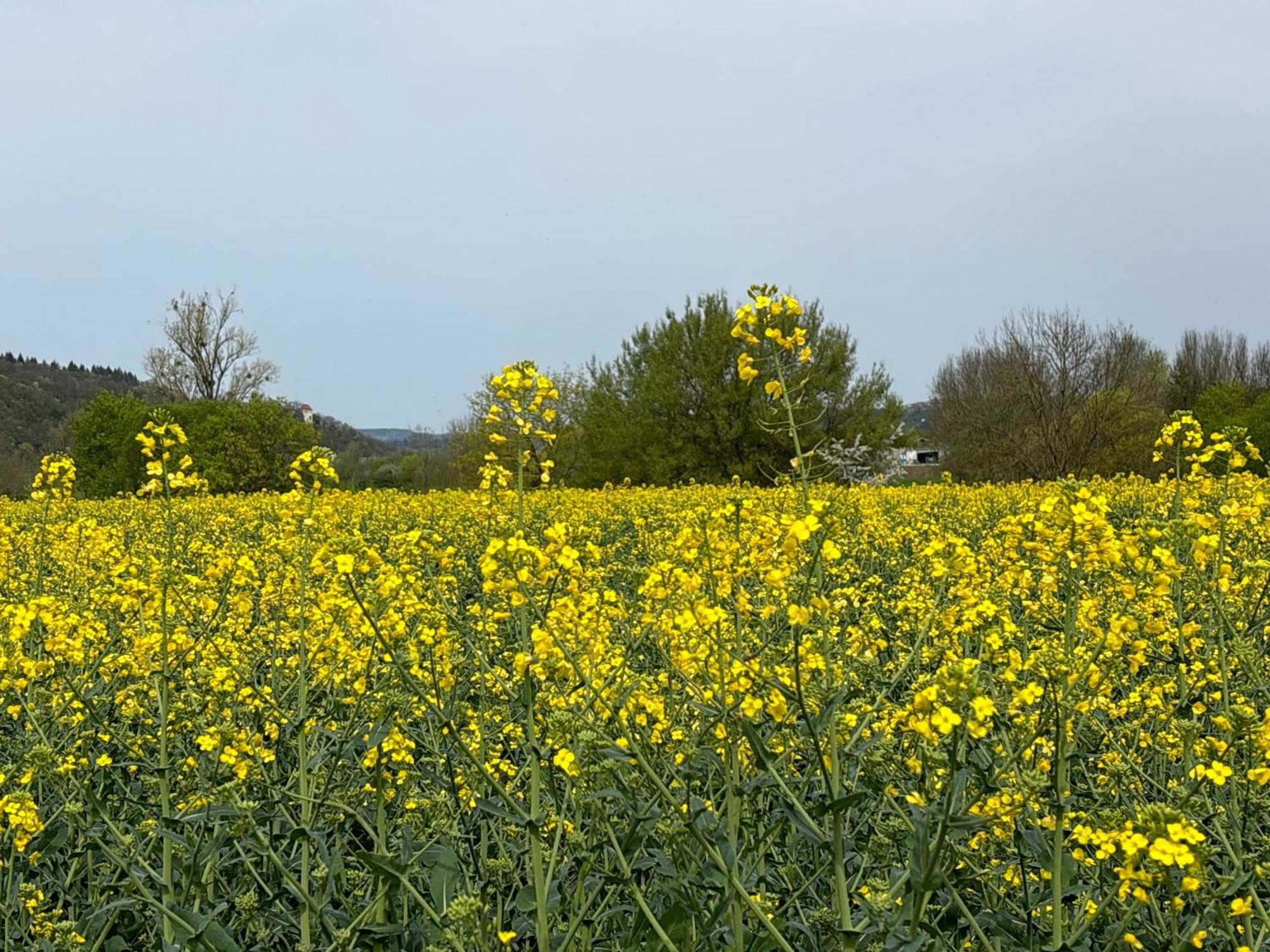 Sonne